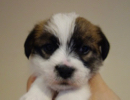 ジャックラッセルテリア 子犬 ブリーダー東京「Mustache」