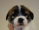 ジャックラッセルテリア 子犬 ブリーダー東京「Mustache」