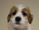 ジャックラッセルテリア 子犬 ブリーダー東京「Mustache」
