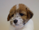 ジャックラッセルテリア 子犬 ブリーダー東京「Mustache」