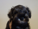 ミニチュアシュナウザー子犬