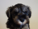 ミニチュアシュナウザー子犬