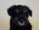 ミニチュアシュナウザー子犬