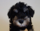 ミニチュアシュナウザー子犬