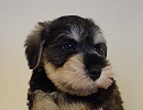 ミニチュアシュナウザー子犬