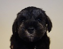 ミニチュアシュナウザー子犬