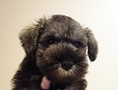 ミニチュアシュナウザー子犬