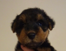 ウェルシュテリア子犬