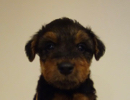 ウェルシュテリア子犬