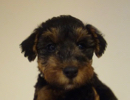 ウェルシュテリア子犬