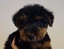 ウェルシュテリア子犬