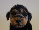 ウェルシュテリア子犬