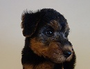 ウェルシュテリア子犬