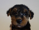 ウェルシュテリア子犬