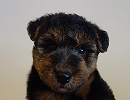 ウェルシュテリア子犬